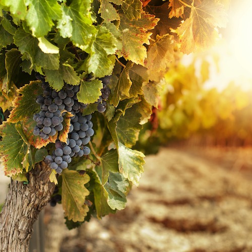 Spend a Day in the Champagne Region