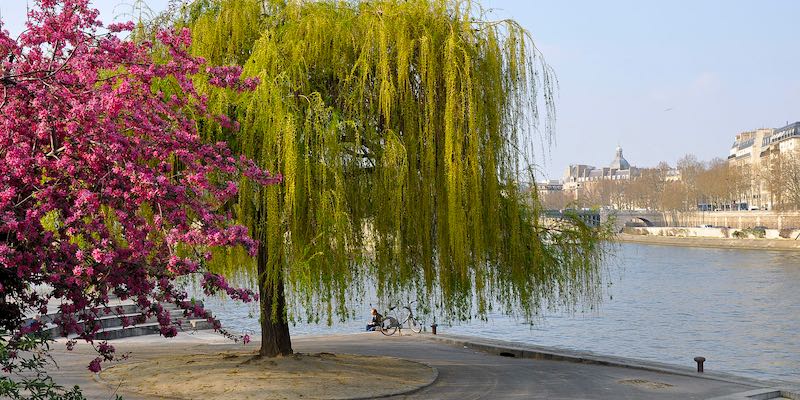 On the banks of the Seine river in Paris, a willow tree and flowering pink blossoms adorng Jardin Tino Rossi