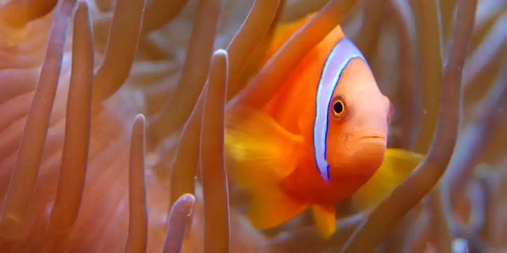 A clownfish at The Paris Tropical Aquarium, also located in Palais Dorée