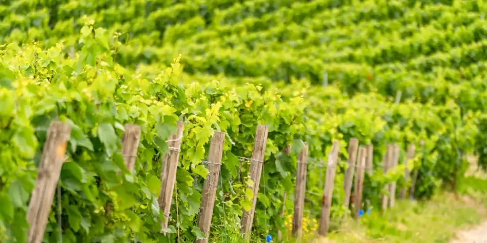 Champagne vines in the springtime, with new growth
