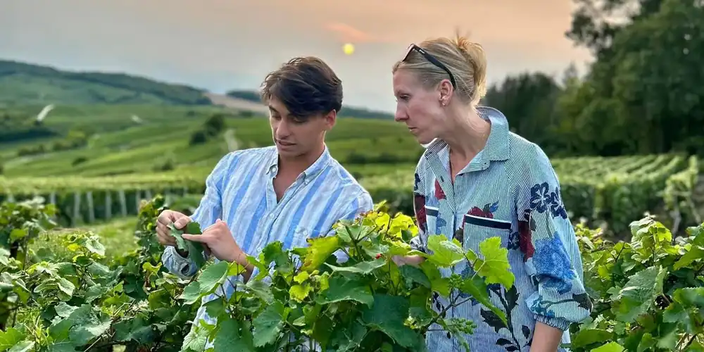 The best tours of Champagne include tastings, vineyard tours, and lunch