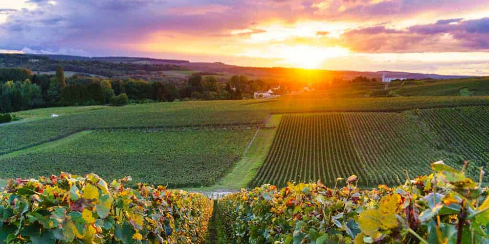Day Tours from Paris to Champagne Country