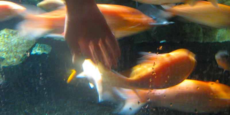 The fish petting pond at Cinéaqua, photo by Mark Craft