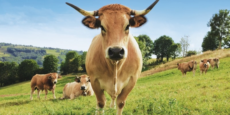 A cow poses for a portrait to be used at the Haute Agriculture exposition
