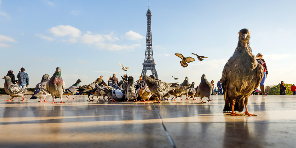 The Eiffel Tower - a pigeon's perspective