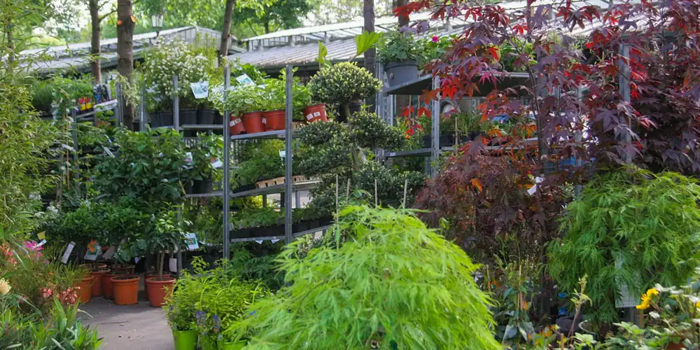 Marché aux Fleurs and its lush greenery on display everyday