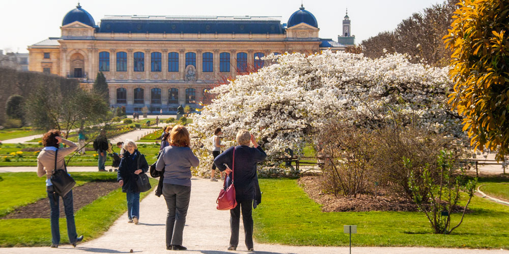 Springtime in Paris means white blossoms in Jardin des Plantes