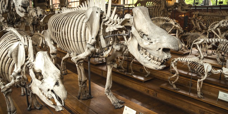 museum of paleontology