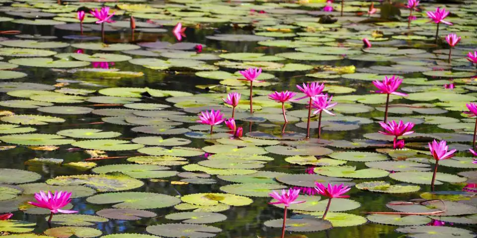 Lily pads and flowers in Monet's water garden