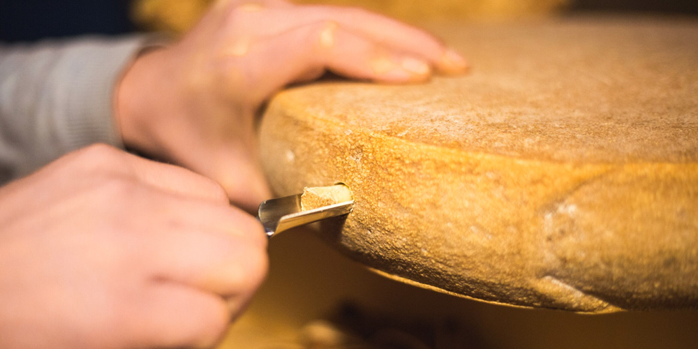 Using a tool to check the interior of a round of cheese