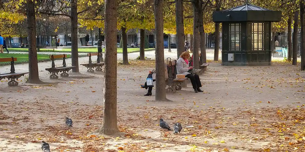 Autumn leaves, trees, and benches in Place des Vosges in Paris