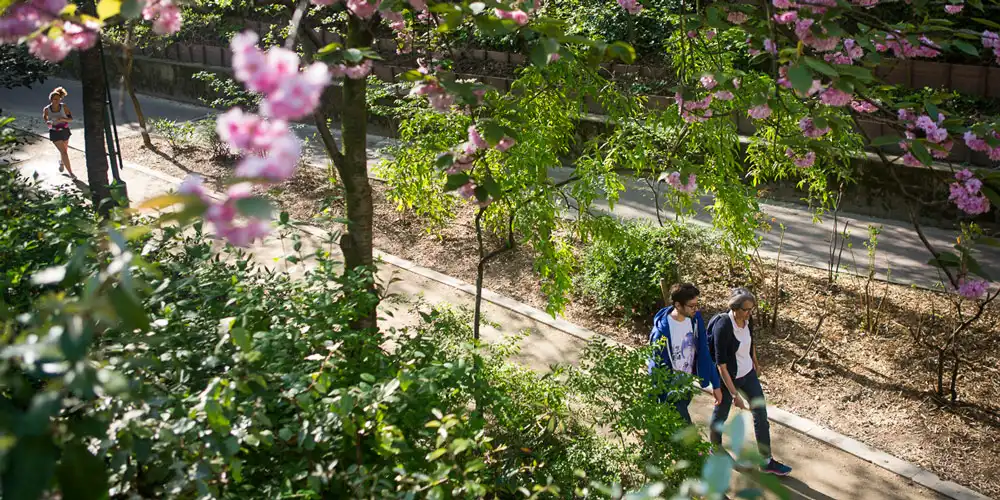 Greenery lines the paths along Promenade Plantée Greenery lines the paths along Promenade Plantée