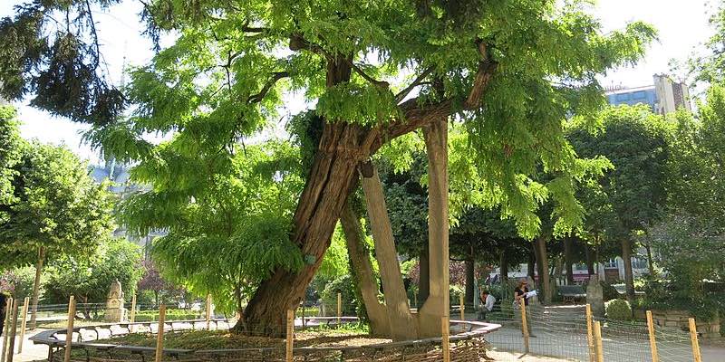 Tree at Square Rene Viviani