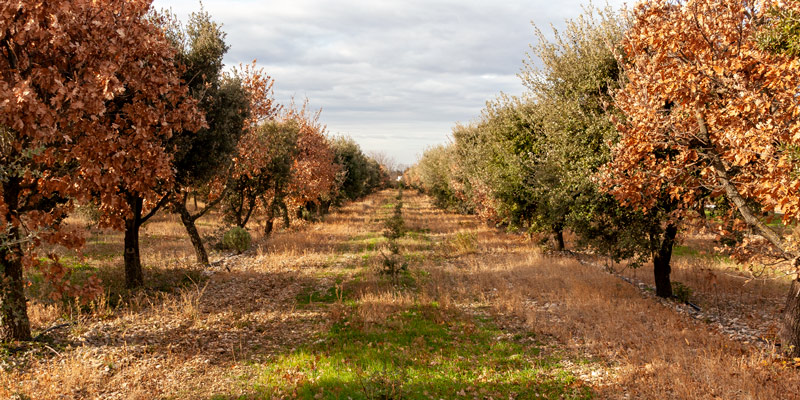 Truffle orchard in Provence