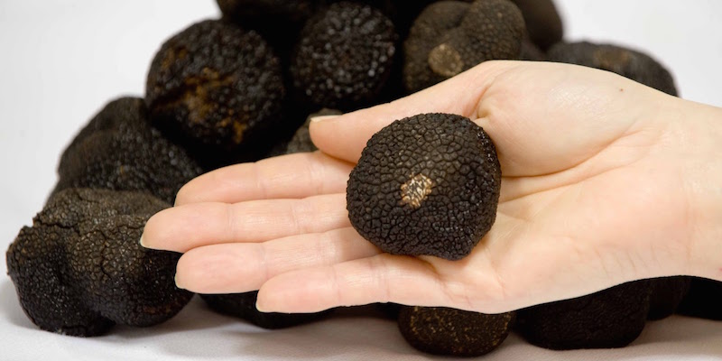 Black Truffles