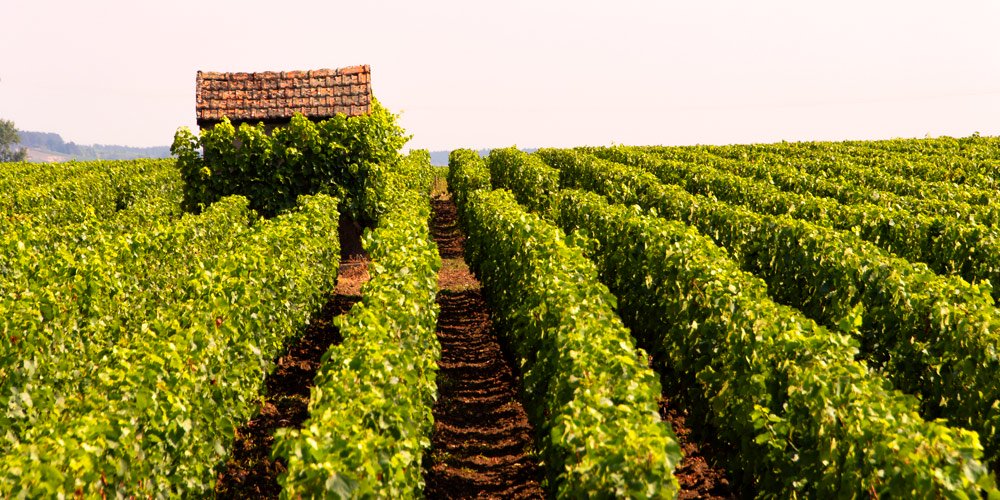 Côte d'Or vineyard