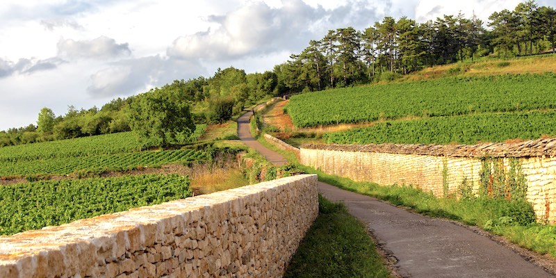 Burgundy Vines & Village