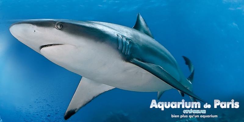 Aquariums, Terrariums & Zoos | Where To See Animals In Paris | Paris Insiders Guide Aquariums, Terrariums & Zoos | Where To See Animals In Paris | Paris Insiders Guide