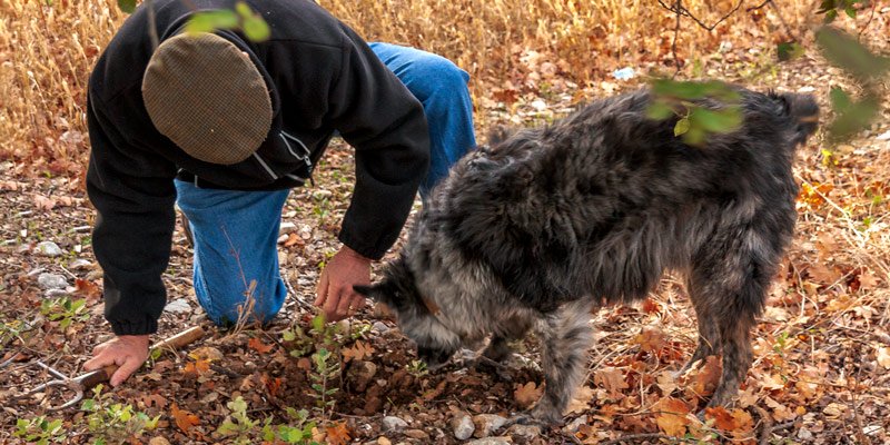 Digging for truffles