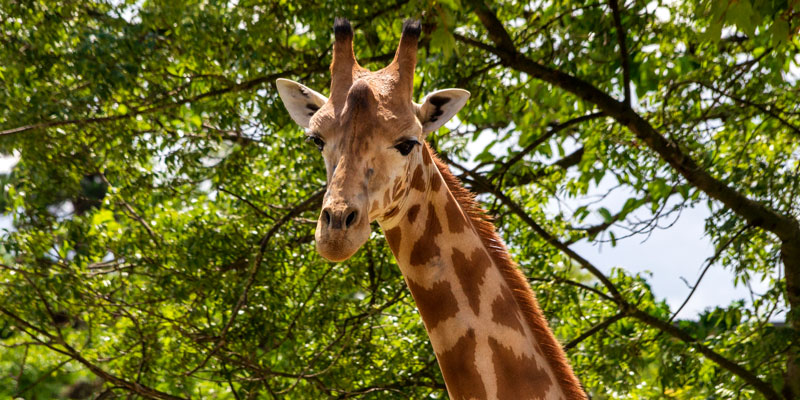 The African Savanna, photo by Mark Craft