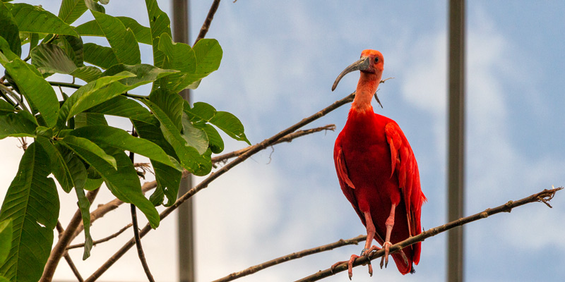 Amazon-Guyana Biozone, photo by Mark Craft