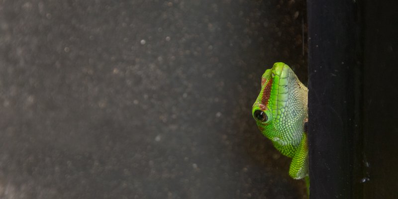 Tree Frog, photo by Mark Craft