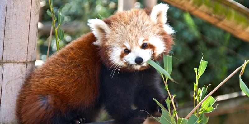 A Red Panda munches on bamboo while staring at the camera at La Ménagerie